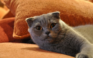 Картинка животные коты взгляд вислоухий