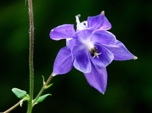 Обои картинки фото цветы, аквилегия, водосбор, стебель, листья