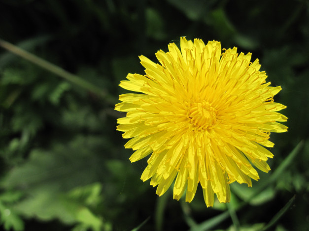 Обои картинки фото цветы, одуванчики, зеленый, фон, одуванчик