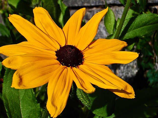 Обои картинки фото цветы, рудбекия, лепестки