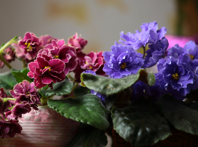Обои картинки фото цветы, фиалки, листья