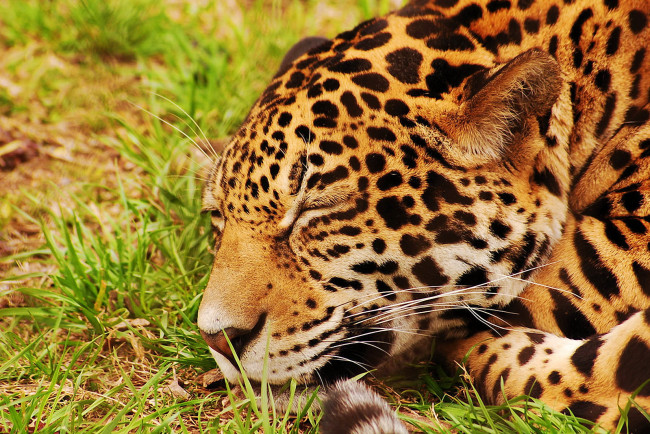 Обои картинки фото спящий, ягуар, животные, Ягуары, спит, морда