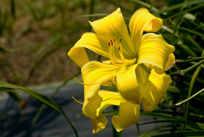 Обои картинки фото цветы, лилии, лилейники, желтый
