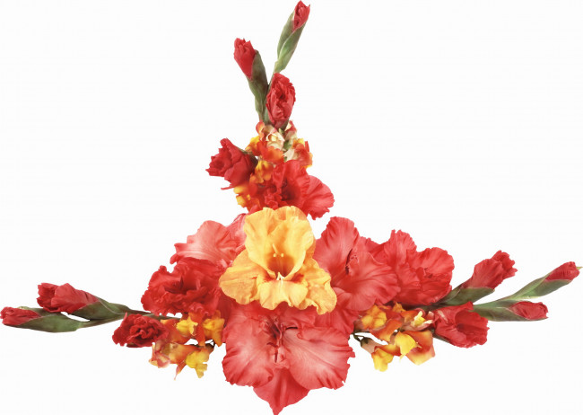 Обои картинки фото цветы, гладиолусы