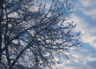 Картинка природа деревья облака небо снег тополь ветви дерево