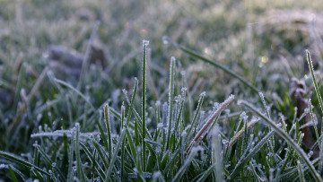 Картинка природа макро иней трава