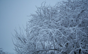 Картинка природа зима снег ветви дерево