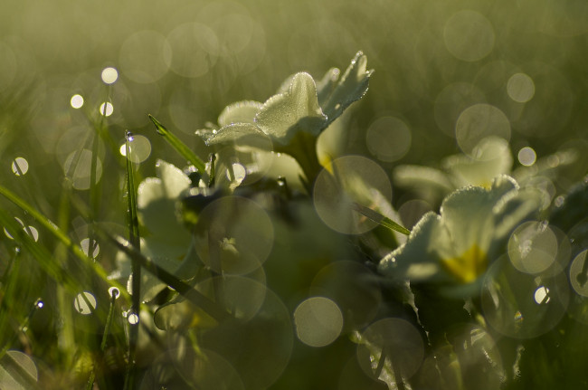 Обои картинки фото природа, макро, капли, трава