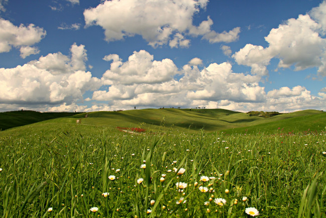 Обои картинки фото природа, луга, луг, облака, трава, цветы