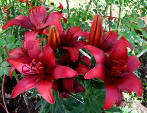 Картинка цветы лилии +лилейники бордовые