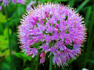 Картинка цветы аллиум+ декоративный+лук лук