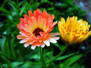 Картинка цветы календула оранжевые