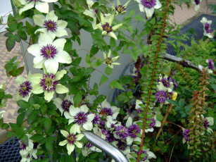 Картинка цветы клематис+ ломонос куст