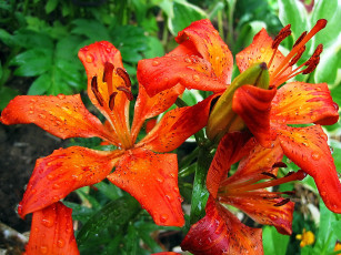 Картинка цветы лилии +лилейники капли роса оранжевые