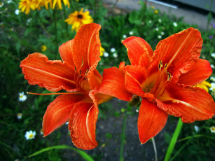 Картинка цветы лилии +лилейники оранжевые