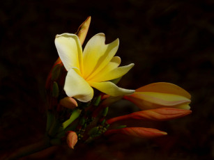 Картинка цветы плюмерия цветок бутоны