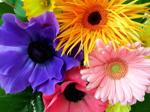 Картинка цветы разные+вместе анемоны гербера