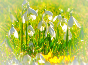 Картинка цветы подснежники +белоцветники +пролески