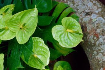 Картинка цветы антуриум+ цветок+фламинго зелёные