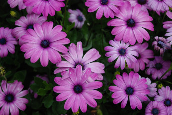 обоя цветы, диморфотеки, сиреневые, клумба