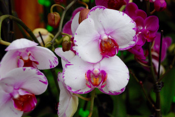 Картинка цветы орхидеи