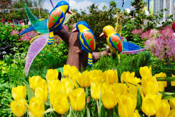 Картинка цветы тюльпаны жёлтые птицы клумба