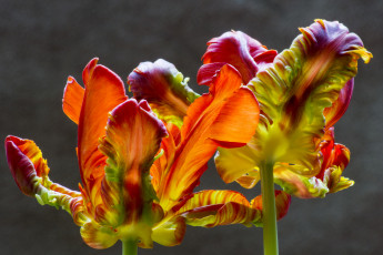 Картинка цветы тюльпаны