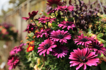 обоя цветы, диморфотеки, бордовые