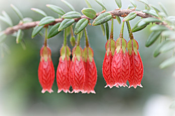 Картинка цветы колокольчики