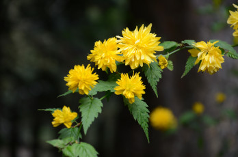 Картинка цветы жёлтые листья ветка