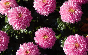 Картинка цветы хризантемы розовые