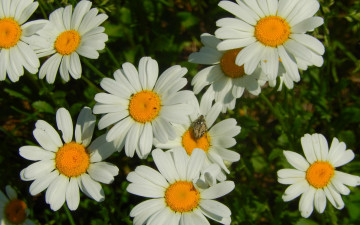 Картинка цветы ромашки жук трава луг