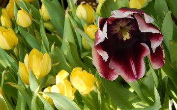 Картинка цветы тюльпаны весна