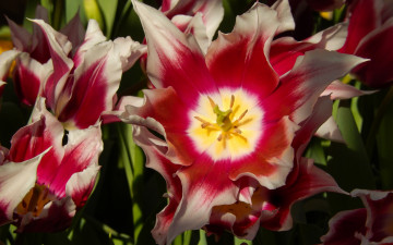 Картинка цветы тюльпаны весна