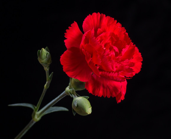 Обои картинки фото цветы, гвоздики, красная, макро, гвоздика, цветок, чёрный, фон