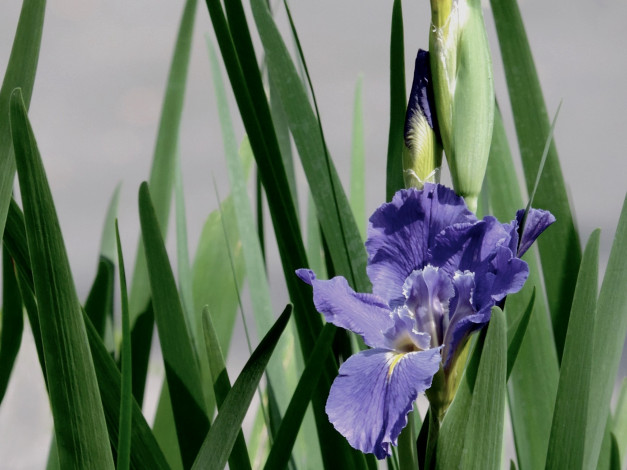 Обои картинки фото цветы, ирисы, листья, ирис, цветок