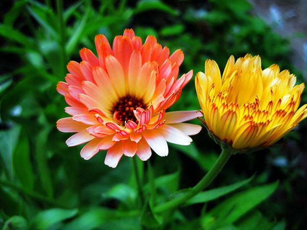 Обои картинки фото цветы, календула, оранжевые