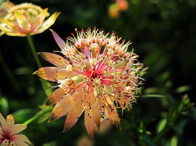 Обои картинки фото цветы, макро, соцветие