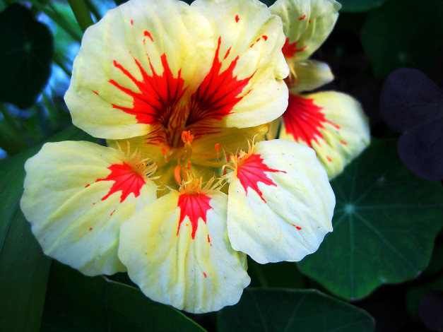 Обои картинки фото цветы, настурции, лепестки, макро, цветок