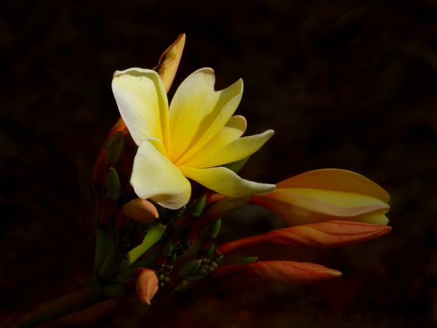 Обои картинки фото цветы, плюмерия, цветок, бутоны