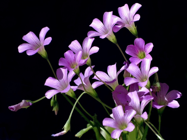 Обои картинки фото цветы, сиреневые, фон