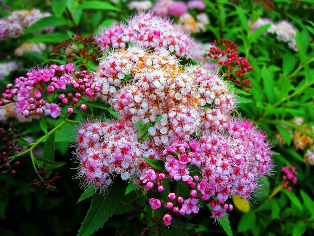 Обои картинки фото цветы, соцветия, мелкие, розовые, тычинки