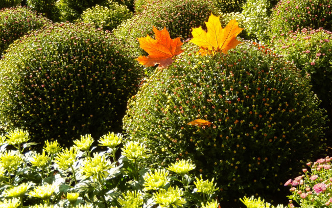 Обои картинки фото цветы, хризантемы, солнечно, листья, осень, кусты