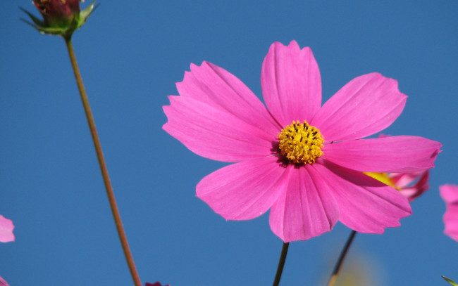 Обои картинки фото цветы, космея, одиночка