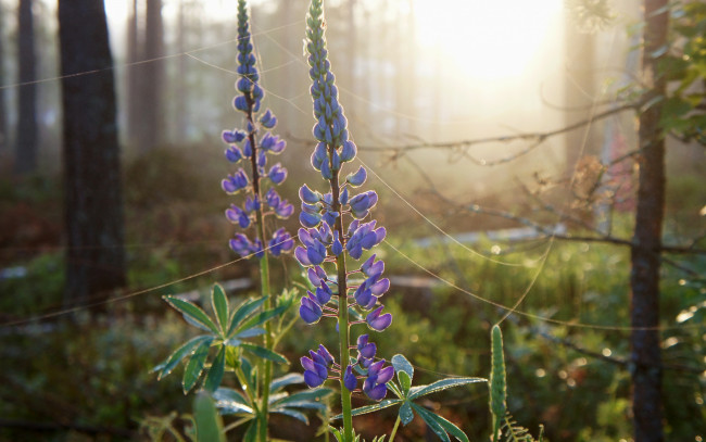 Обои картинки фото цветы, люпин, восход, свет, роса, утро, зелень, лес, паутина
