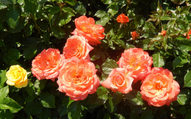 Обои картинки фото цветы, розы, куст, лепестки