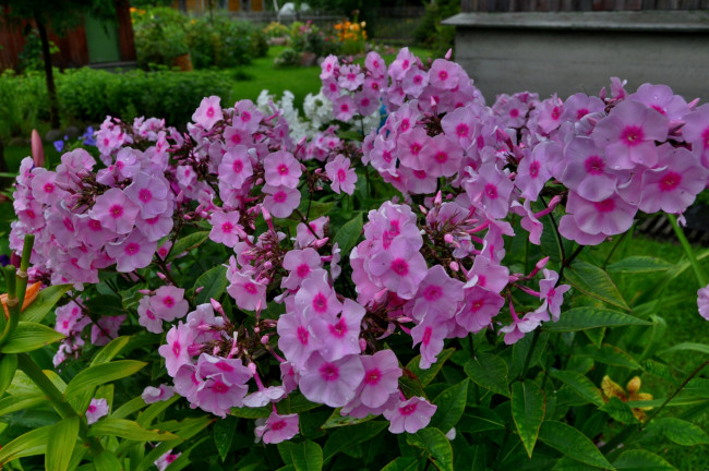 Обои картинки фото цветы, розовые