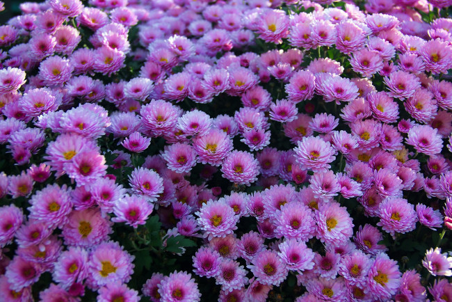 Обои картинки фото цветы, хризантемы, куст, розовые