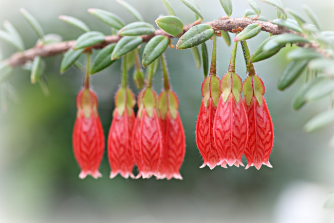 Обои картинки фото цветы, колокольчики