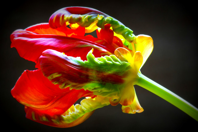 Обои картинки фото цветы, тюльпаны, макро, тюльпан, цветок, фон, чёрный